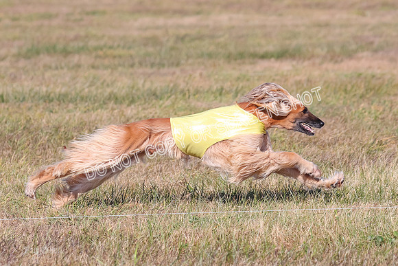 2) Finals Veteran, Tango-6018