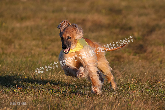 1) Prelim Veteran 1, Tango-4618