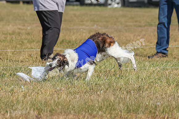 2) Finals Fch 1, Kenai Harley Finnegan-6386