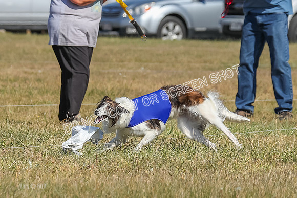 2) Finals Fch 1, Kenai Harley Finnegan-6387