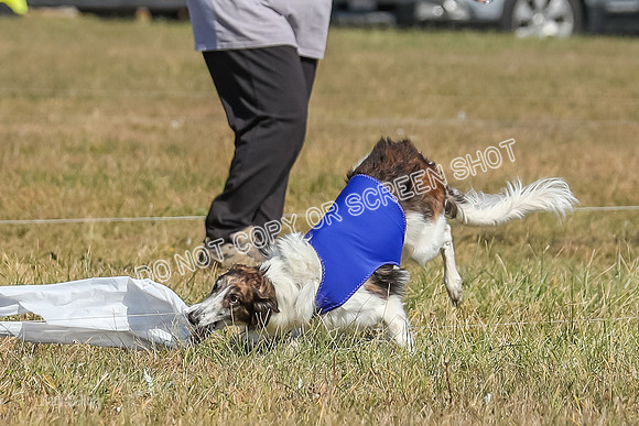 2) Finals Fch 1, Kenai Harley Finnegan-6385