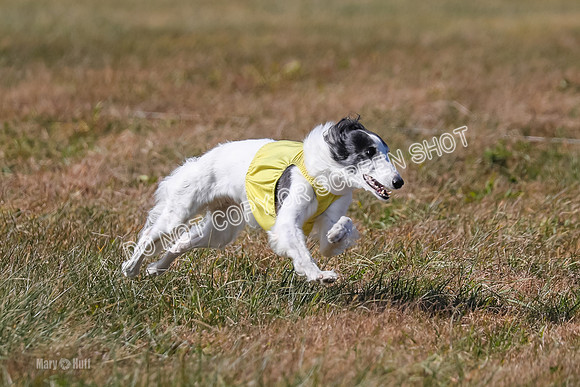 2) Finals Fch 1, Kenai Harley Finnegan-6353