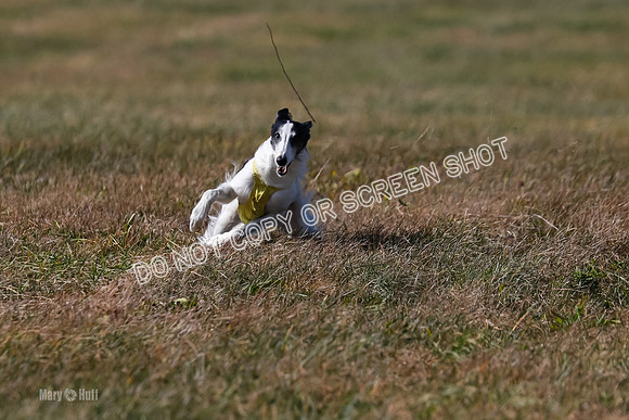 2) Finals Fch 1, Kenai Harley Finnegan-6343