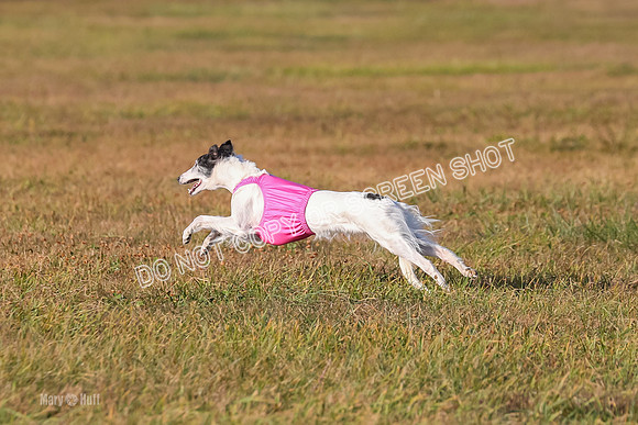 1) Prelim Fch 1, Finnegan Grade A Saucy-4823
