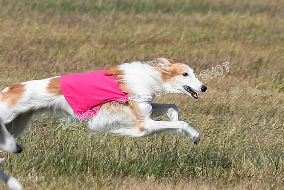 2) Finals Fch 1, Kenai Harley Finnegan-6368