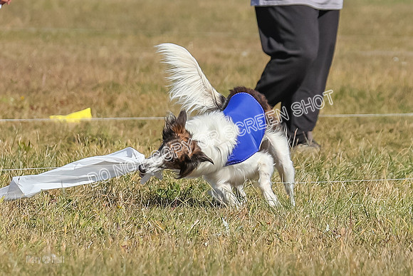 2) Finals Fch 1, Kenai Harley Finnegan-6383