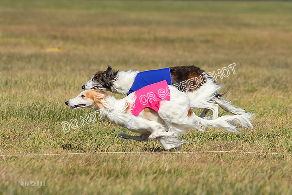 2) Finals Fch 1, Kenai Harley Finnegan-6331