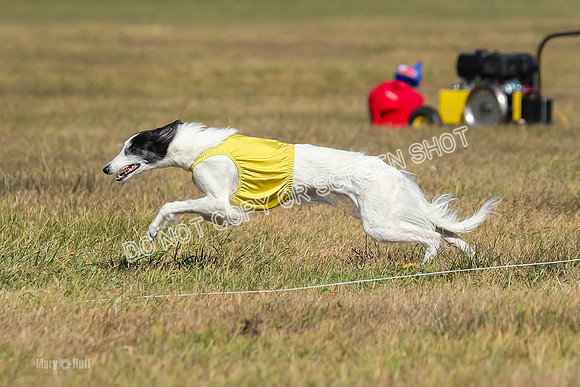 2) Finals Fch 1, Kenai Harley Finnegan-6324