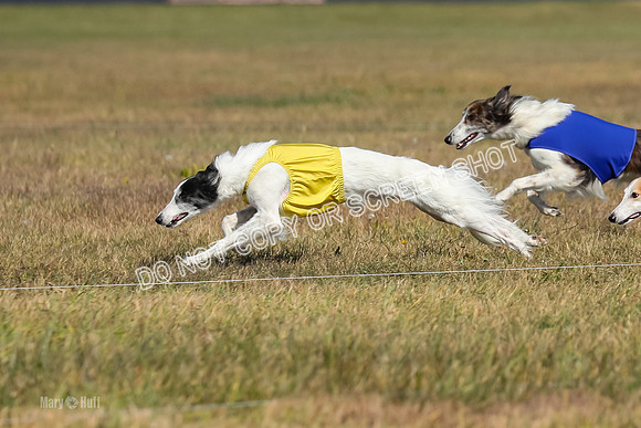 2) Finals Fch 1, Kenai Harley Finnegan-6320