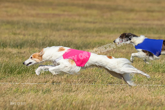 2) Finals Fch 1, Kenai Harley Finnegan-6335