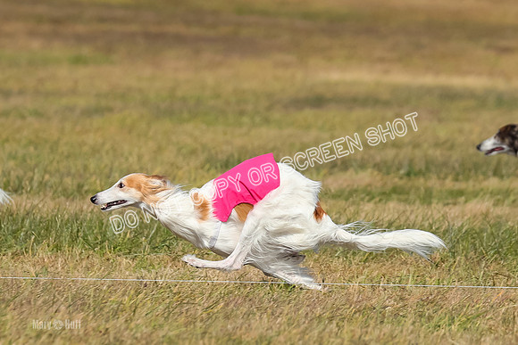 2) Finals Fch 1, Kenai Harley Finnegan-6337