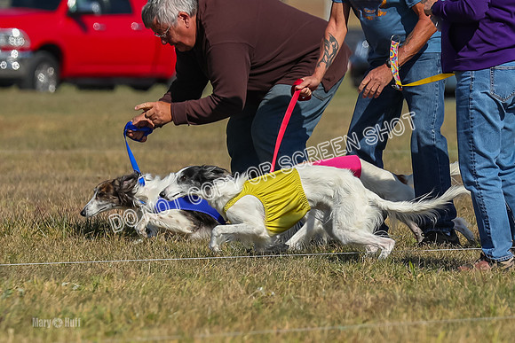 2) Finals Fch 1, Kenai Harley Finnegan-6313