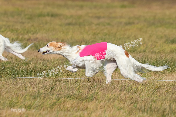 2) Finals Fch 1, Kenai Harley Finnegan-6338