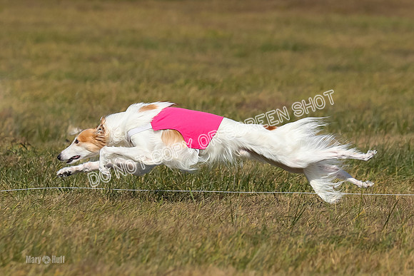 2) Finals Fch 1, Kenai Harley Finnegan-6339