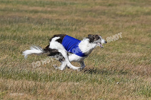 2) Finals Fch 1, Kenai Harley Finnegan-6358