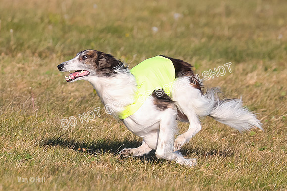1) Prelim Fch 1, Finnegan Grade A Saucy-4811