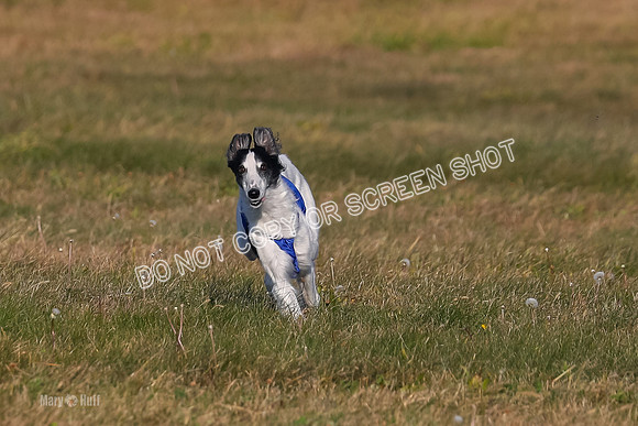 1) Prelim Fch 2, Nita Harley Kenai-4833