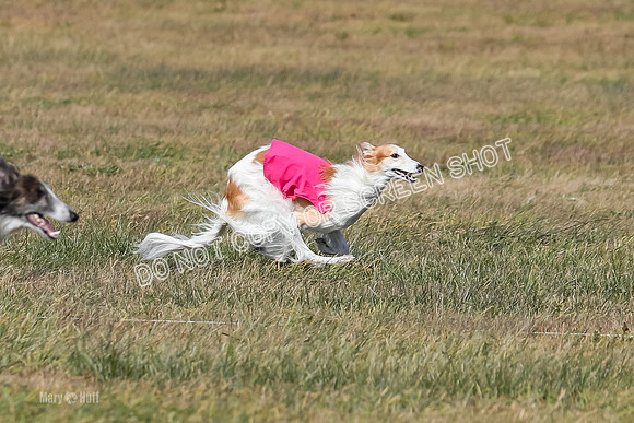 2) Finals Fch 1, Kenai Harley Finnegan-6366