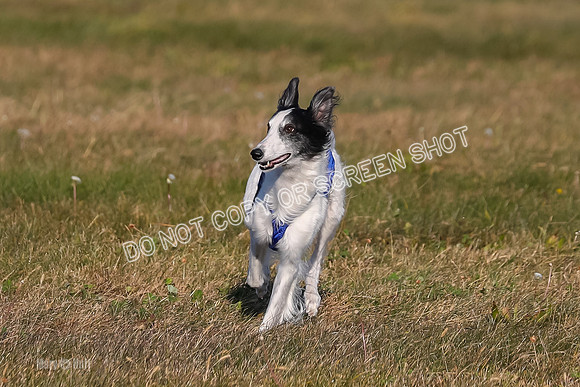 1) Prelim Fch 2, Nita Harley Kenai-4835
