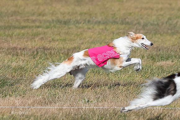 2) Finals Fch 1, Kenai Harley Finnegan-6377