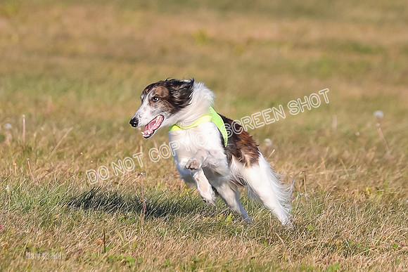 1) Prelim Fch 1, Finnegan Grade A Saucy-4800