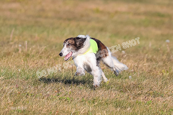 1) Prelim Fch 1, Finnegan Grade A Saucy-4801