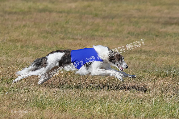 2) Finals Fch 1, Kenai Harley Finnegan-6360