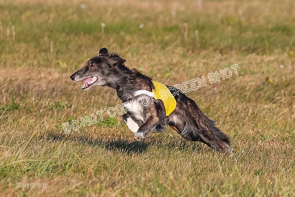 1) Prelim Open 1, Guinness Foxy Beau-4701