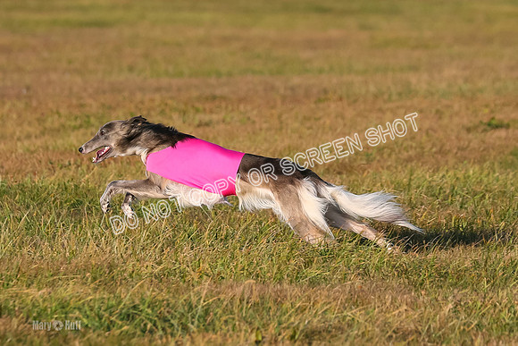 1) Prelim Open 1, Guinness Foxy Beau-4715