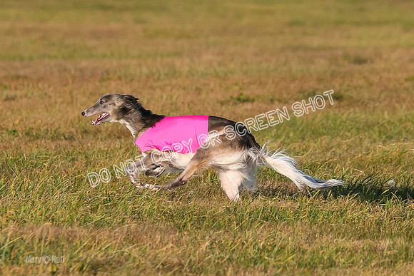 1) Prelim Open 1, Guinness Foxy Beau-4714