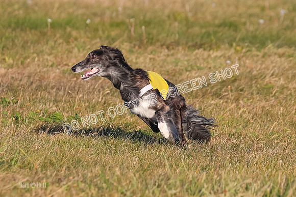 1) Prelim Open 1, Guinness Foxy Beau-4700