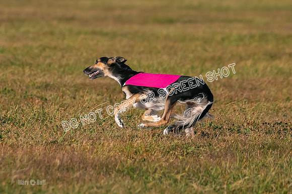 1) Prelim Open 2, Blazer Rocket-4749