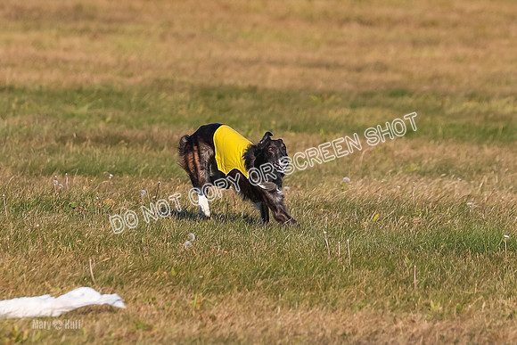 1) Prelim Open 1, Guinness Foxy Beau-4689