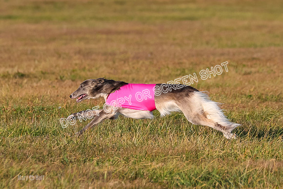 1) Prelim Open 1, Guinness Foxy Beau-4716