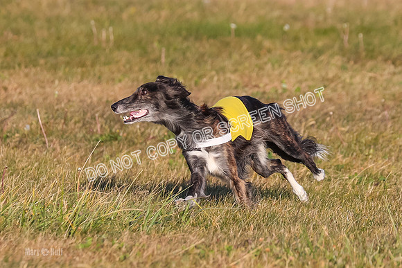 1) Prelim Open 1, Guinness Foxy Beau-4702