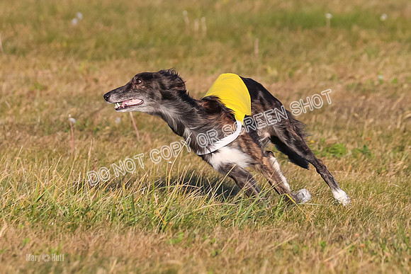 1) Prelim Open 1, Guinness Foxy Beau-4703