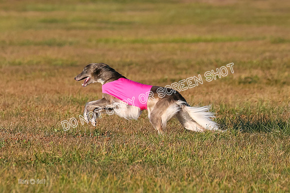 1) Prelim Open 1, Guinness Foxy Beau-4717