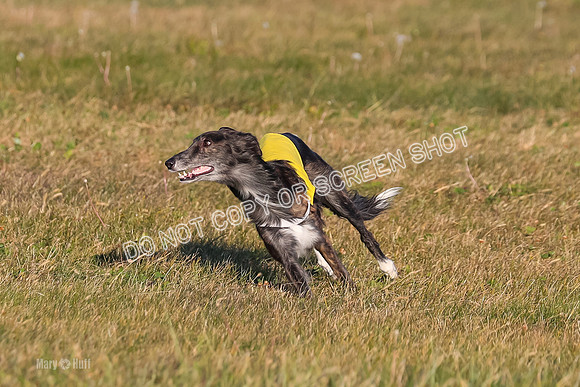 1) Prelim Open 1, Guinness Foxy Beau-4698