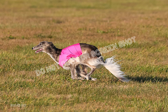 1) Prelim Open 1, Guinness Foxy Beau-4713