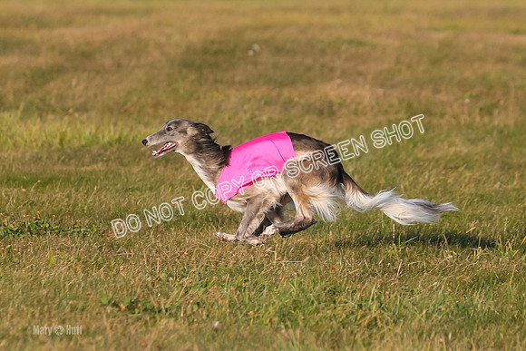 1) Prelim Open 1, Guinness Foxy Beau-4707