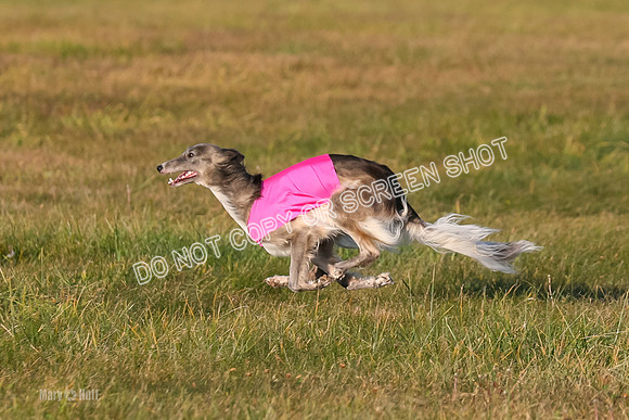 1) Prelim Open 1, Guinness Foxy Beau-4712