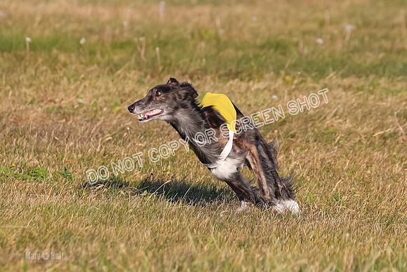 1) Prelim Open 1, Guinness Foxy Beau-4699