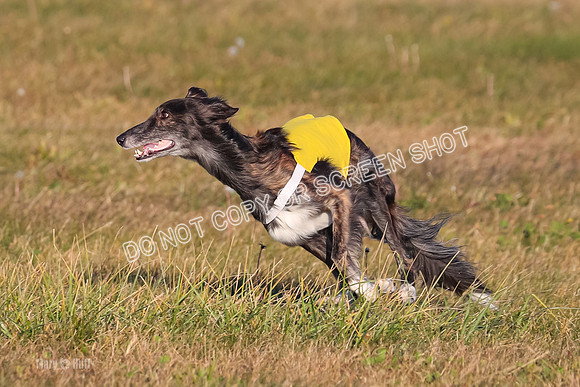 1) Prelim Open 1, Guinness Foxy Beau-4704