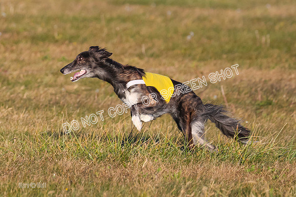 1) Prelim Open 1, Guinness Foxy Beau-4705