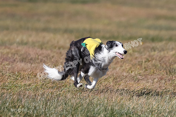 2) Finals Open 1, Blazer Foxy Rocket-6183