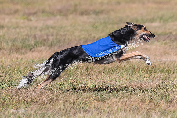 2) Finals Open 1, Blazer Foxy Rocket-6209