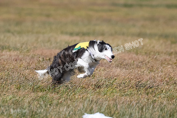 2) Finals Open 1, Blazer Foxy Rocket-6180