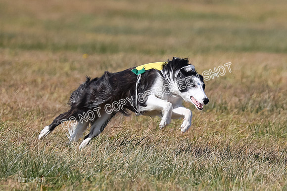 2) Finals Open 1, Blazer Foxy Rocket-6185