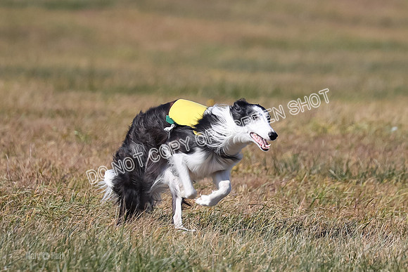2) Finals Open 1, Blazer Foxy Rocket-6184
