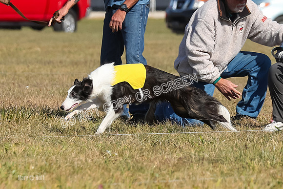 2) Finals Open 1, Blazer Foxy Rocket-6147